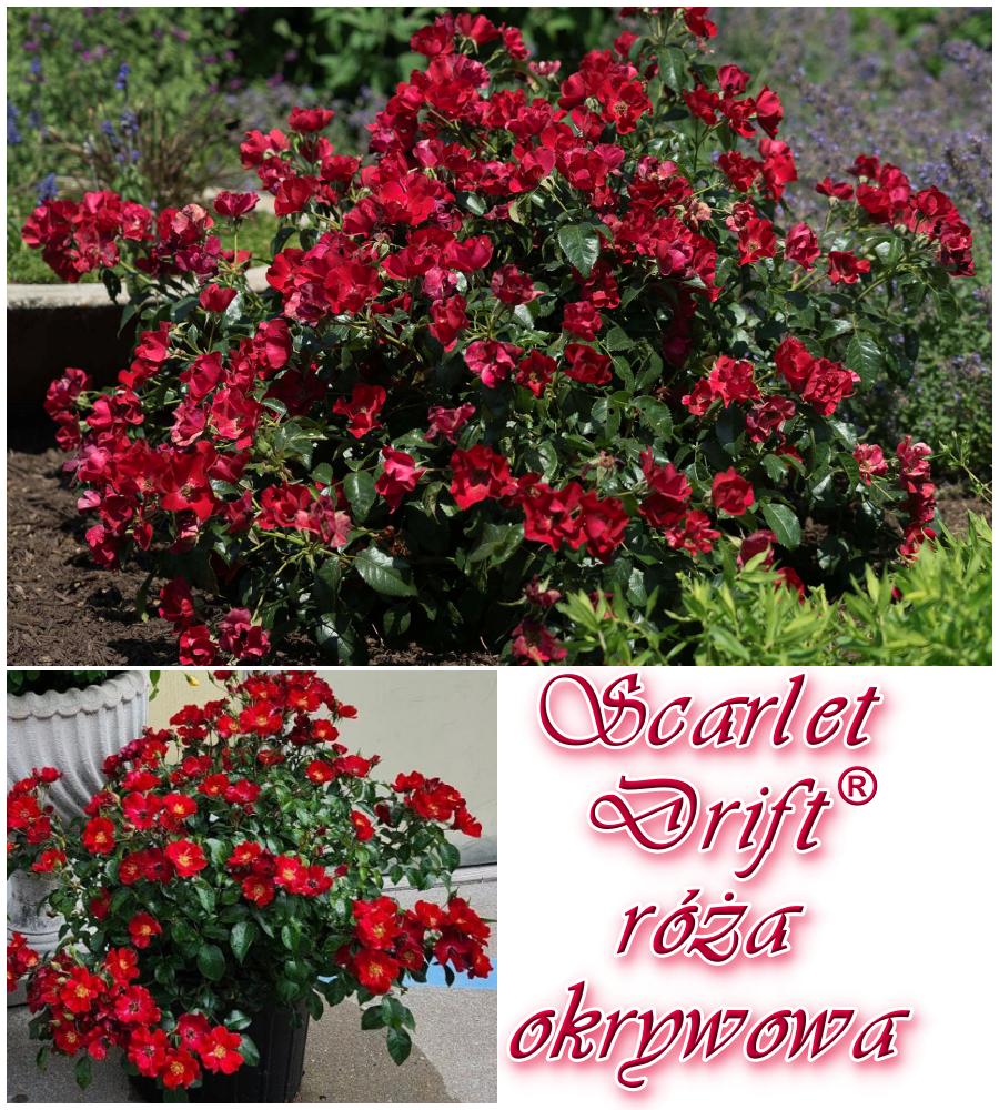 Scarlet Drift róża okrywowa